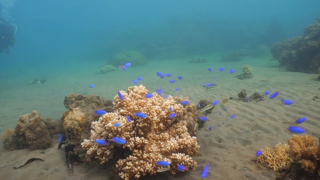 Fish and coral reef. Tropical fish on a coral reef. Wonderful and beautiful underwater world with corals and tropical fish. Hard and soft corals. Diving and snorkeling in the tropical sea. 4K video