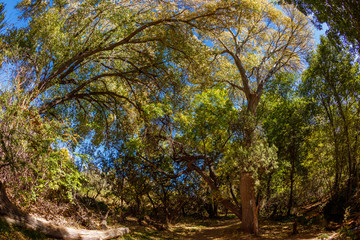 Sedona tree canopy
