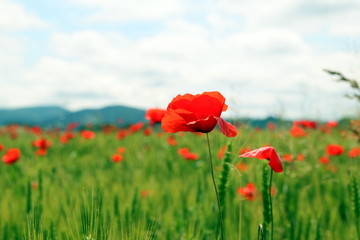Toscana, Italy. Poppy field.