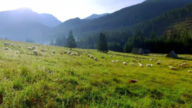 Flock of sheep grazing in the Tatras at dawn