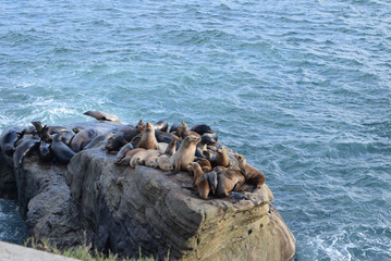 Seal Colony in La Jolla