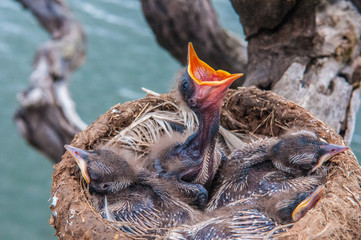 The early bird © Colin