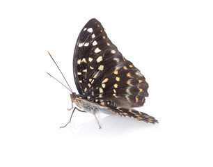 Fototapeta na wymiar Beautiful butterfly isolated on white backgroun
