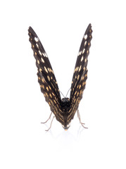 Beautiful butterfly isolated on white backgroun