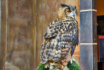 Close up picture of owl stands on the perch