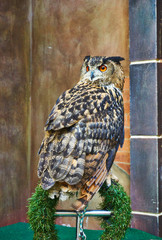 Close up picture of owl stands on the perch