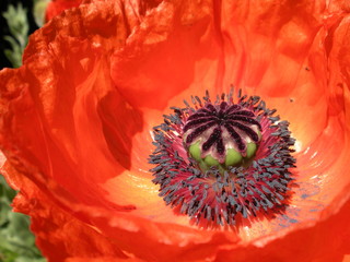 Orange poppy