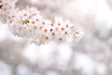 Abstract cherry blossom in spring with soft focus, background