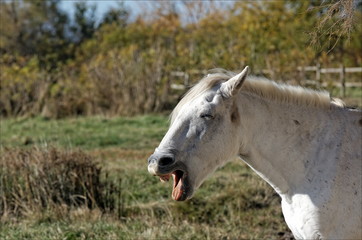Obraz premium Cheval