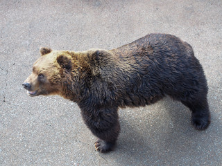 the bear on the top view in zoo