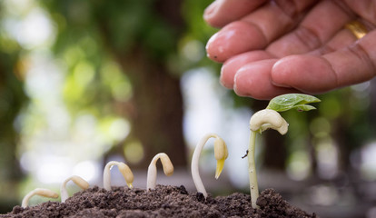 Seed to tree, Seeding, Plant seed growing concept, Growing plants. Plant seedling. young baby...