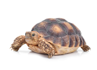 Turtle isolated on white