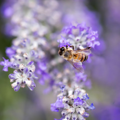 Bee on Lavender Soft Focus