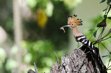 Bird, Common Hoopoe ( Upupa epops ), Birds on stump, Bird with o © Nuwat