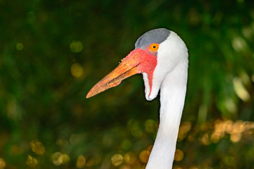 Wattled crane (Bugeranus carunculatus) Head and neck closeup of white, and grey plumage, orange and red beak. 