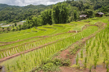 Fototapeta na wymiar Rice Terraces at Ban Papongpieng Chiangmai Thailand