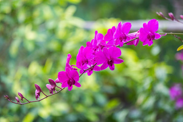 Orchid