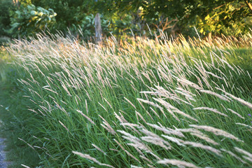 Hight grass in sunset time