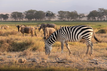 Fototapeta na wymiar Zebra and Wilde Beast