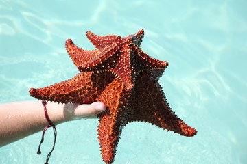 Man holding a starfish