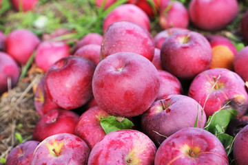 Apples from a rustic farm