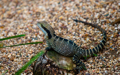 Water dragon