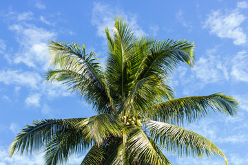 Coconut palm tree