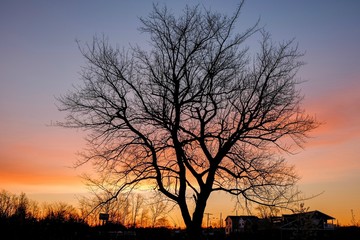 Fototapeta na wymiar Tree at dawn