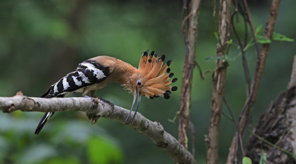 Eurasian Hoopoe or Common Hoopoe ( Upupa epops ) on branch, Bird with orange crest. The beautiful crested  bird in nature, , Bangpra Non-hunting Area,Thailand, © Nuwat