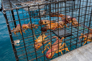Lobster trap