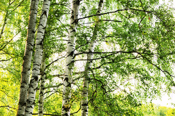 Fototapeta premium summer in sunny birch forest