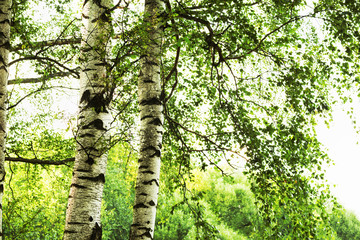 Fototapeta premium summer in sunny birch forest