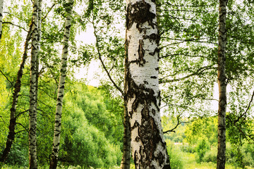 Obraz premium summer in sunny birch forest