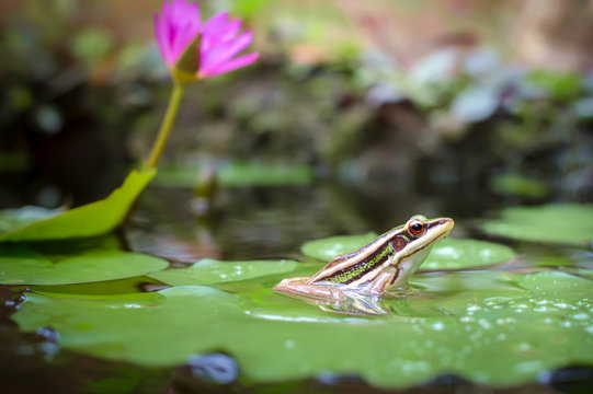 Green frog (green paddy frog) sitting on lotus  leaf  in a pond