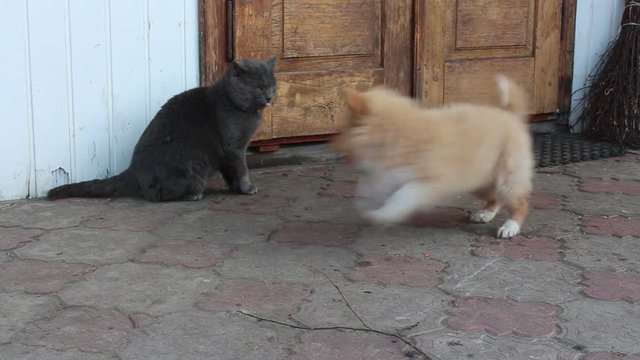 Cat And Dog Fight