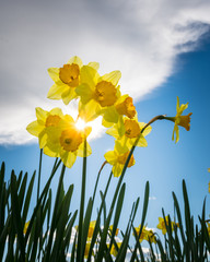 Daffodils