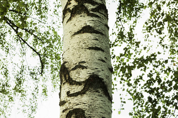 summer in sunny birch forest
