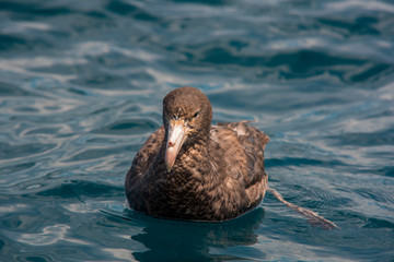 Baby albatross