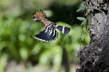 Bird, Common Hoopoe ( Upupa epops ), Birds on flying, Bird with