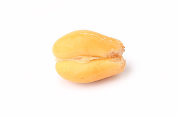 Wintergreen shell on white background, Salak Palm fruit, tropical fruit in Thailand.
