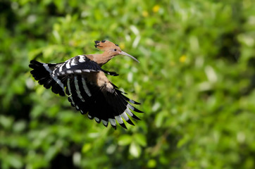 Bird, Common Hoopoe ( Upupa epops ), Birds on flying, Bird with © Nuwat