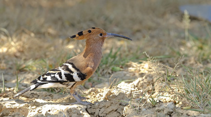 Bird, Common Hoopoe, Upupa epops, Bird on grass, Bird with orang