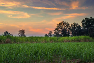 Fototapeta premium sugar cane with landscape sunset sky photography nature backgrou