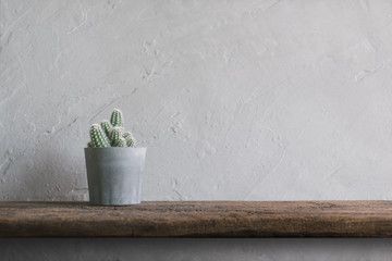 cactus flower on wood Wall Shelves modern interior background co