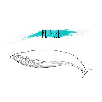 Blue whale vector illustration. Hand drawn, isolated on white background with blue watercolor splash. Marine mammal. Be free. Line drawing