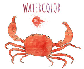 Crab watercolor painting illustration isolated on white background. Fresh organic seafood.