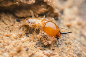 termite