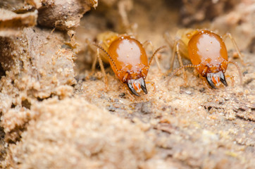 termite