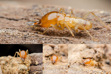 termite