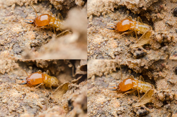 termite